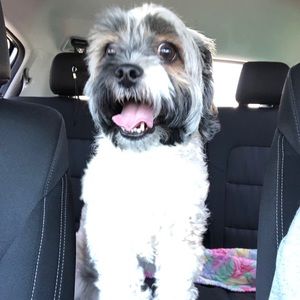 Meet your Posher, Ambar